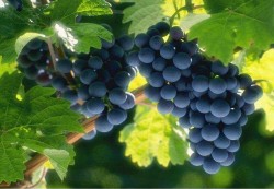 Чем полезен виноград