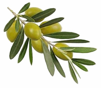Ветвь оливковая