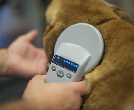 Ветеринарный сканер – гарант успеха вашей клиники